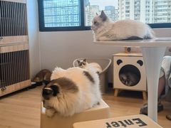 -有喵·猫咖·狗咖·30几只猫10只小狗(岗厦店)
