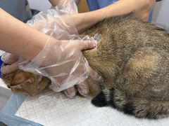 -博特宠物医院24h犬猫全科.骨科·异宠