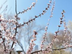 -桃花堤公园