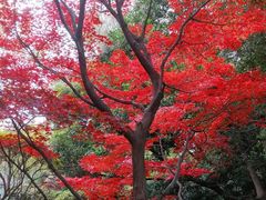 -东京国立博物馆