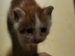 -严国平动物医院(德政总院)