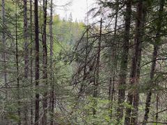 -峡谷浮石林景区