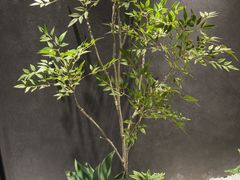 -梁溪河畔·吉府花园(南长街南下塘店)