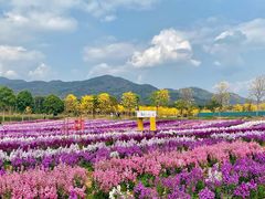 -天适樱花悠乐园