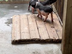 -熊猫自助餐厅.萌趣城堡(长隆熊猫酒店)