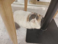 -喵园·猫主题咖啡厅·撸猫·猫咖(国贸店)