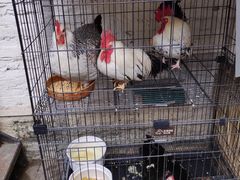 葵花鸡-龙桥私厨·姜花菊花过桥鱼·顺德菜(容桂店)