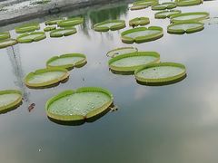 -白洋淀景区