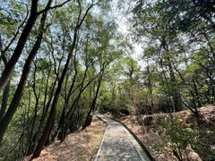 -大屏嶂森林公园