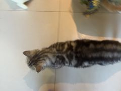-平行世界·猫咖(首经贸店)