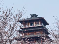 -古柏渡丰乐樱花园