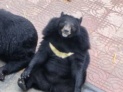 -西霞口神雕山野生动物世界