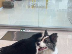 -帕帕拉兹宠物(亚洲旗舰店)