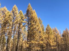 -塞罕坝国家级自然保护区