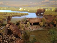 -陕西自然博物馆