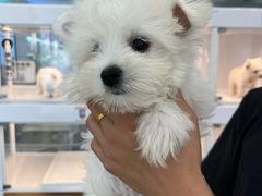 -翊宠yipet猫狗购宠庄园犬舍•猫舍