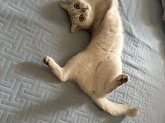 -瑞鹏宠物医院·超声·骨科·奇麟分院(蜀都万达店)