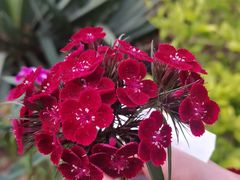 -大连天门山国家森林公园