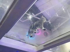 -极木²邸 人与宠物·互动社区