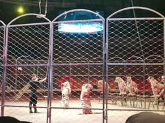 -俄罗斯国家大马戏团