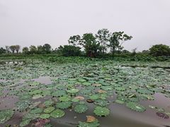 -江门古劳水乡旅游区