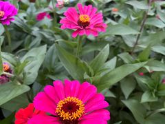-桃花岛公园