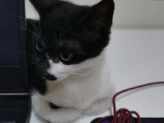 -美联众合宠物医院·爱萌分院·内外科·猫科中心