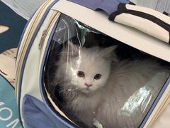 -纳吉亚猫专科动物医院·北北分院