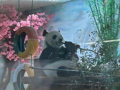 -西霞口神雕山野生动物世界