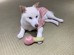 -逗柴咖啡屋·狗咖猫咖宠物桌游