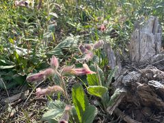 -原山国家森林公园