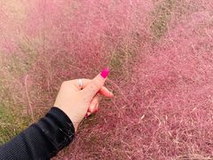 -鹅湖玫瑰文化园