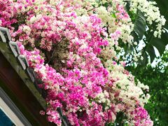 -深圳国际园林花卉博览园