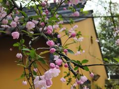 -龙华寺