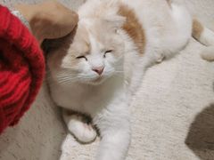 -藏猫猫咖啡主题馆(中央大道店)