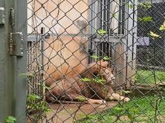 -合肥野生动物园