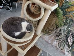 -共舞时光猫咖·狗咖(新街口店)