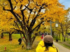 -千年银杏谷文化旅游区