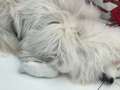 -汪说·狗咖·拼豆·宠物周边DIY(旺城大厦店)