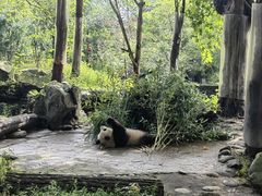 -都江堰中华大熊猫苑