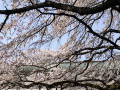 -醍醐寺