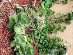 -正佳雨林生态植物园