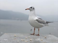 -海埂大坝