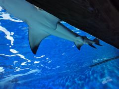 -太平洋海底世界餐厅