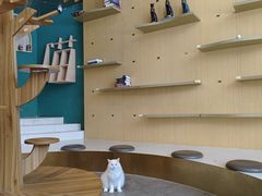 -飞行喵MR PILOT|猫舍·猫咖(静安大融城店)