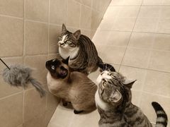 -小叮当动物医院·骨科·眼科