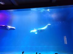 -芜湖新华联大白鲸海洋公园