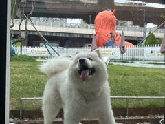 -半岛宠物医院24小时(白果林店)