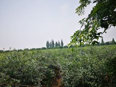 -金谷域澳洲庄园