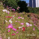 礼嘉龙湖两江新宸•云岭旁边公园陡坡上的美丽小花海！